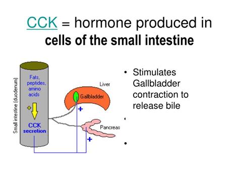 cck hormone secreted by|what does cck mean.